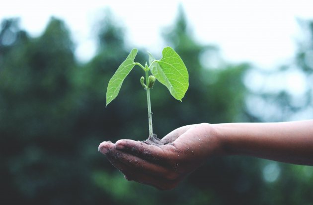 Plantje op hand