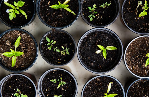 Plantjes in verschillende potjes