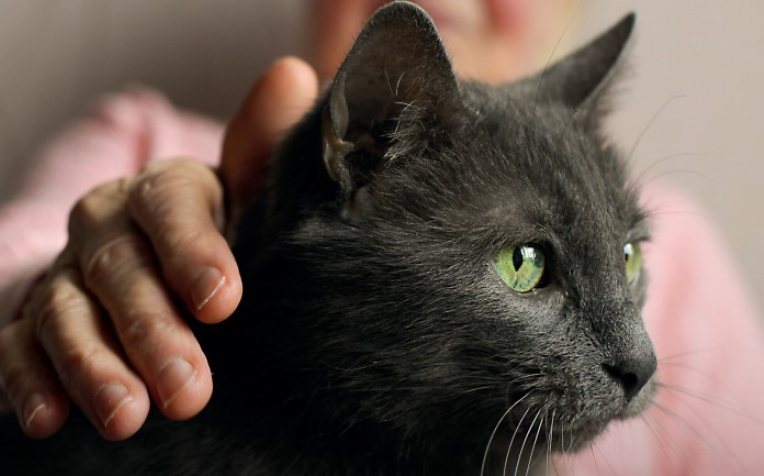 Zwarte poes