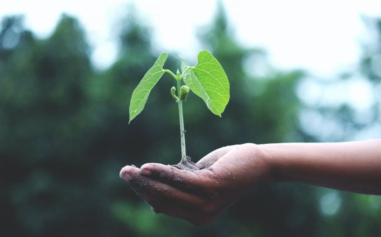 Plantje op hand