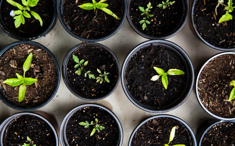 Plantjes in verschillende potjes