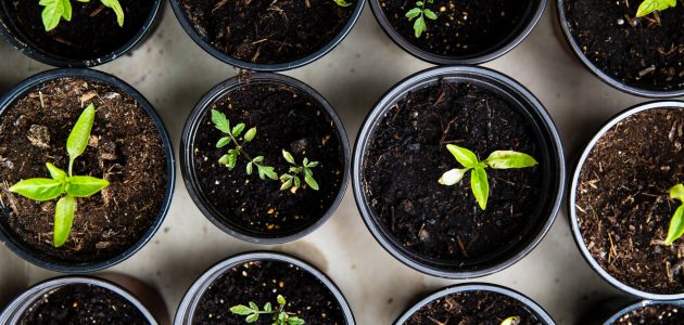 Plantjes in verschillende potjes