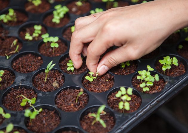Plantjes