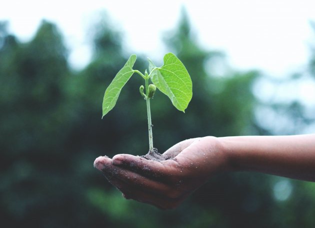 Plantje op hand