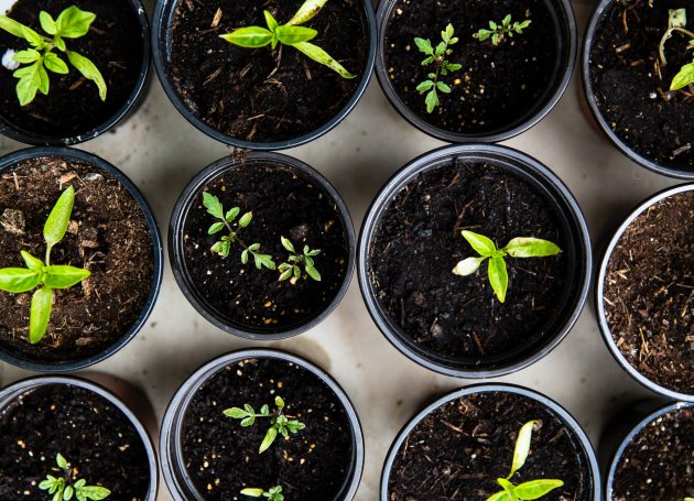 Plantjes in verschillende potjes